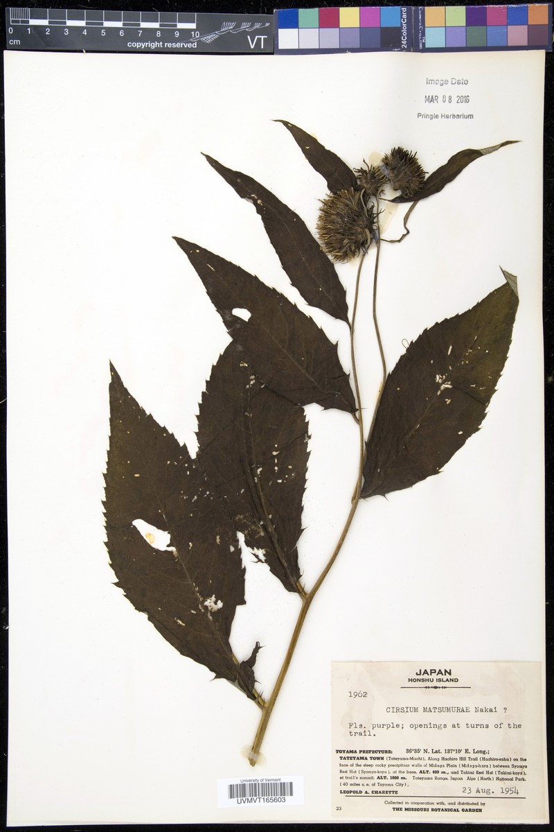 Cirsium matsumurae photo 5