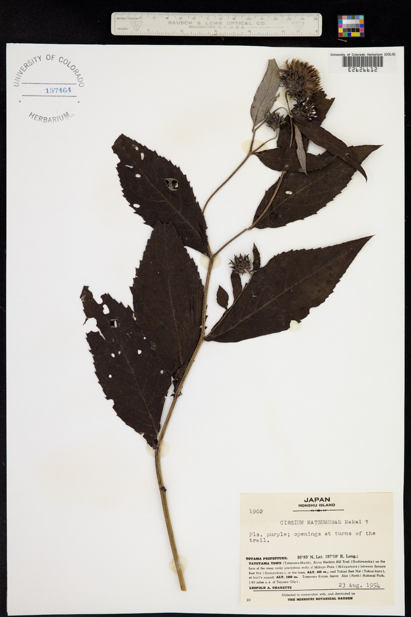 Cirsium matsumurae photo 6