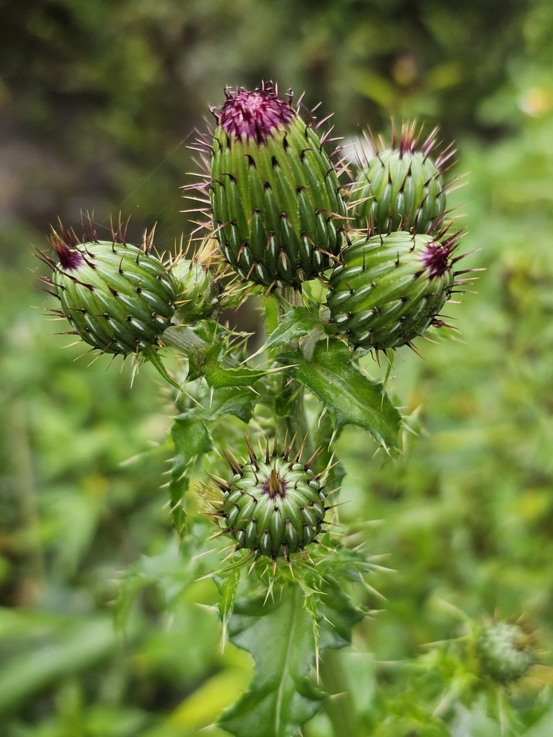 Mexican Thistle