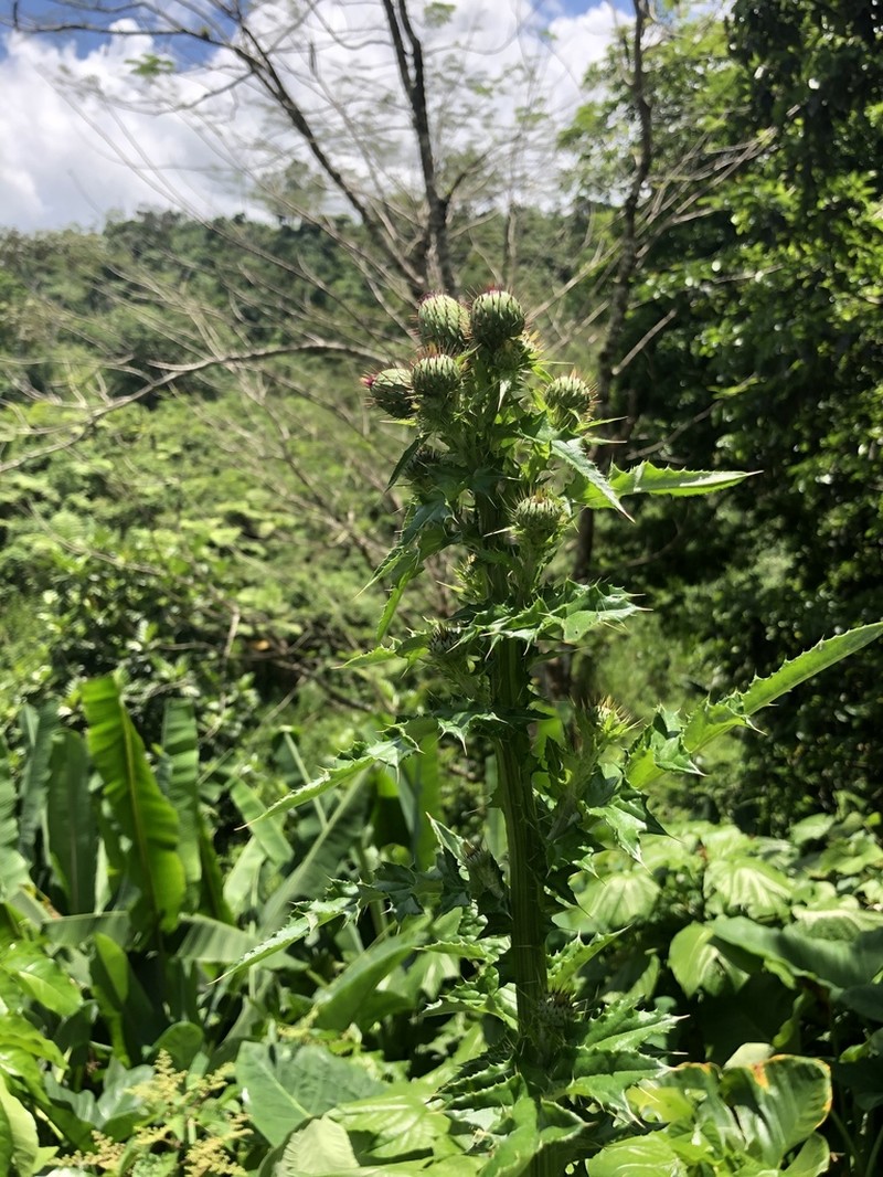Mexican Thistle
