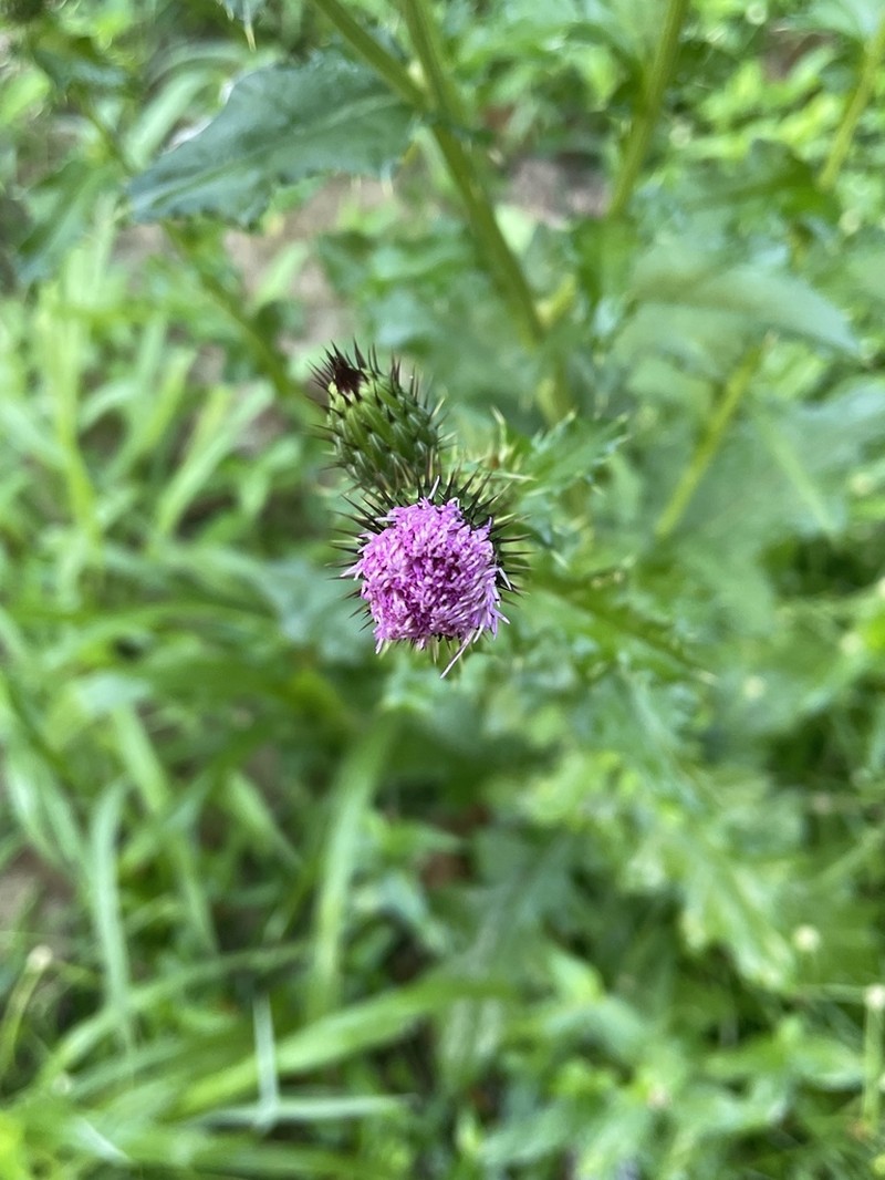 Mexican Thistle photo 2