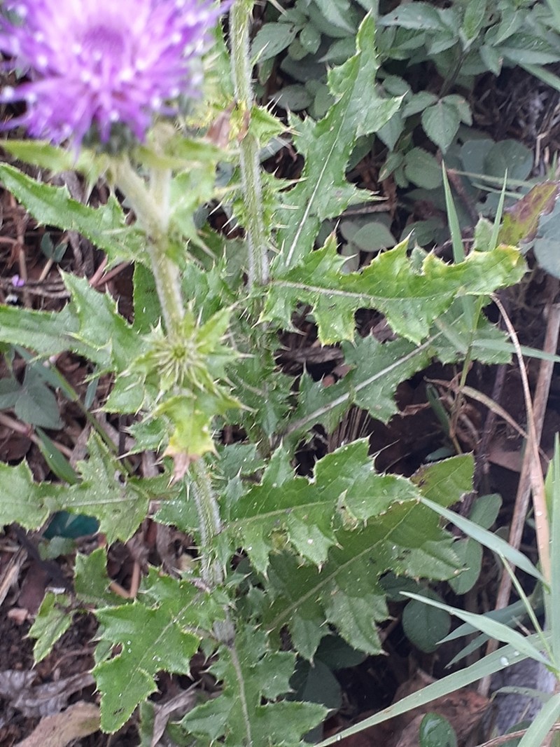 Mexican Thistle photo 3