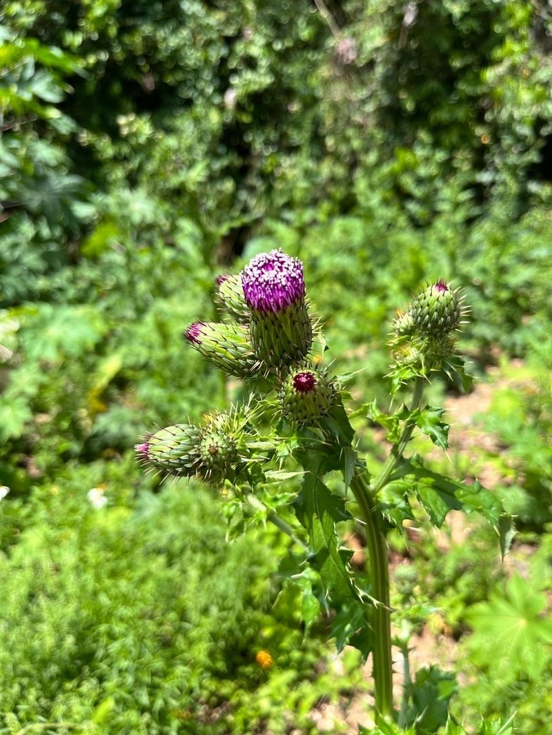 Mexican Thistle photo 4