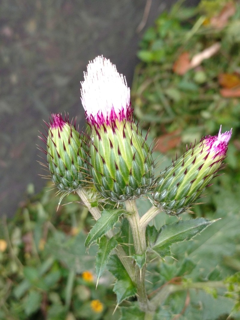 Mexican Thistle photo 5