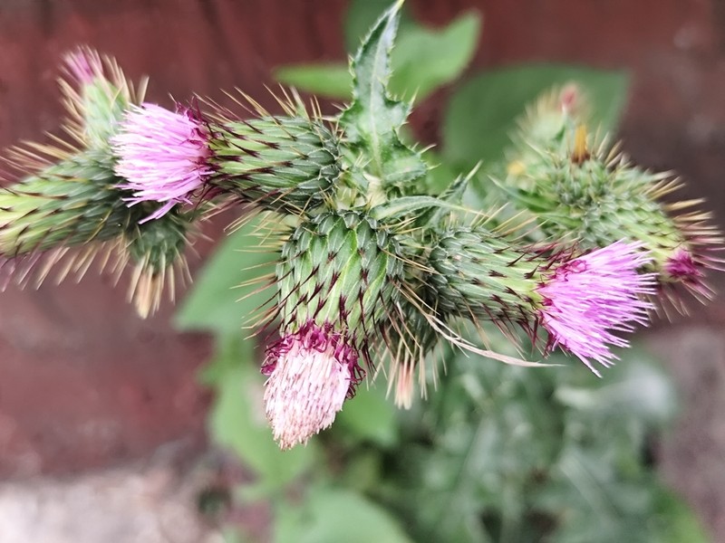 Mexican Thistle photo 6