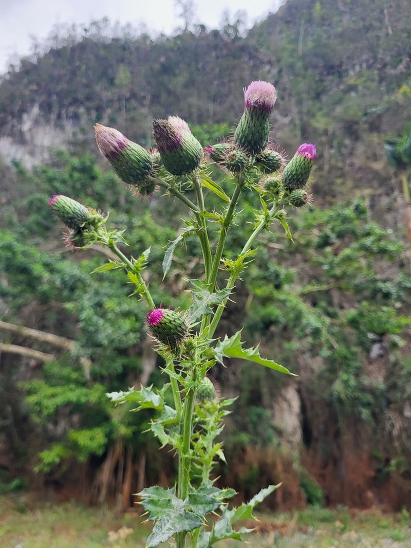 Mexican Thistle photo 7