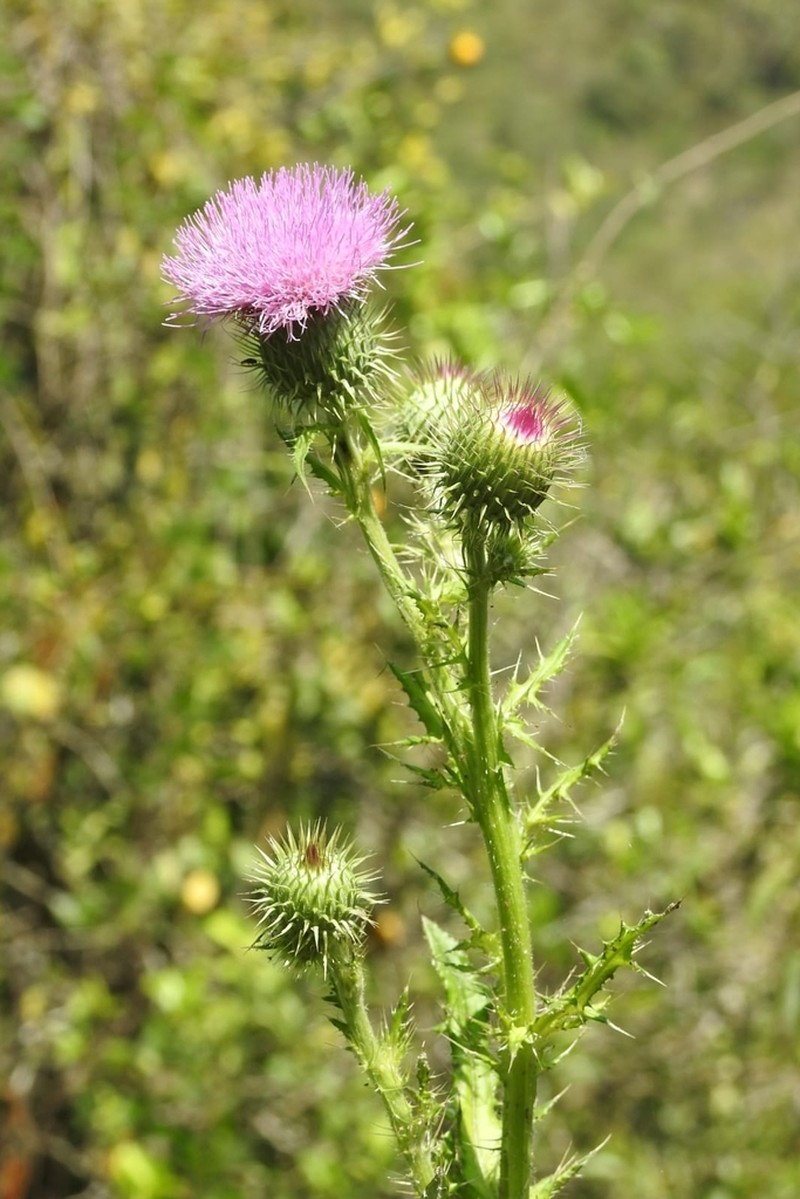 Mexican Thistle photo 8