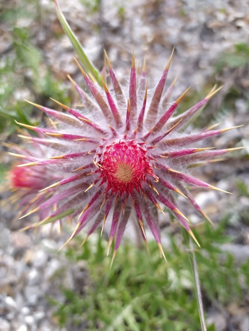 Cirsium michiliense