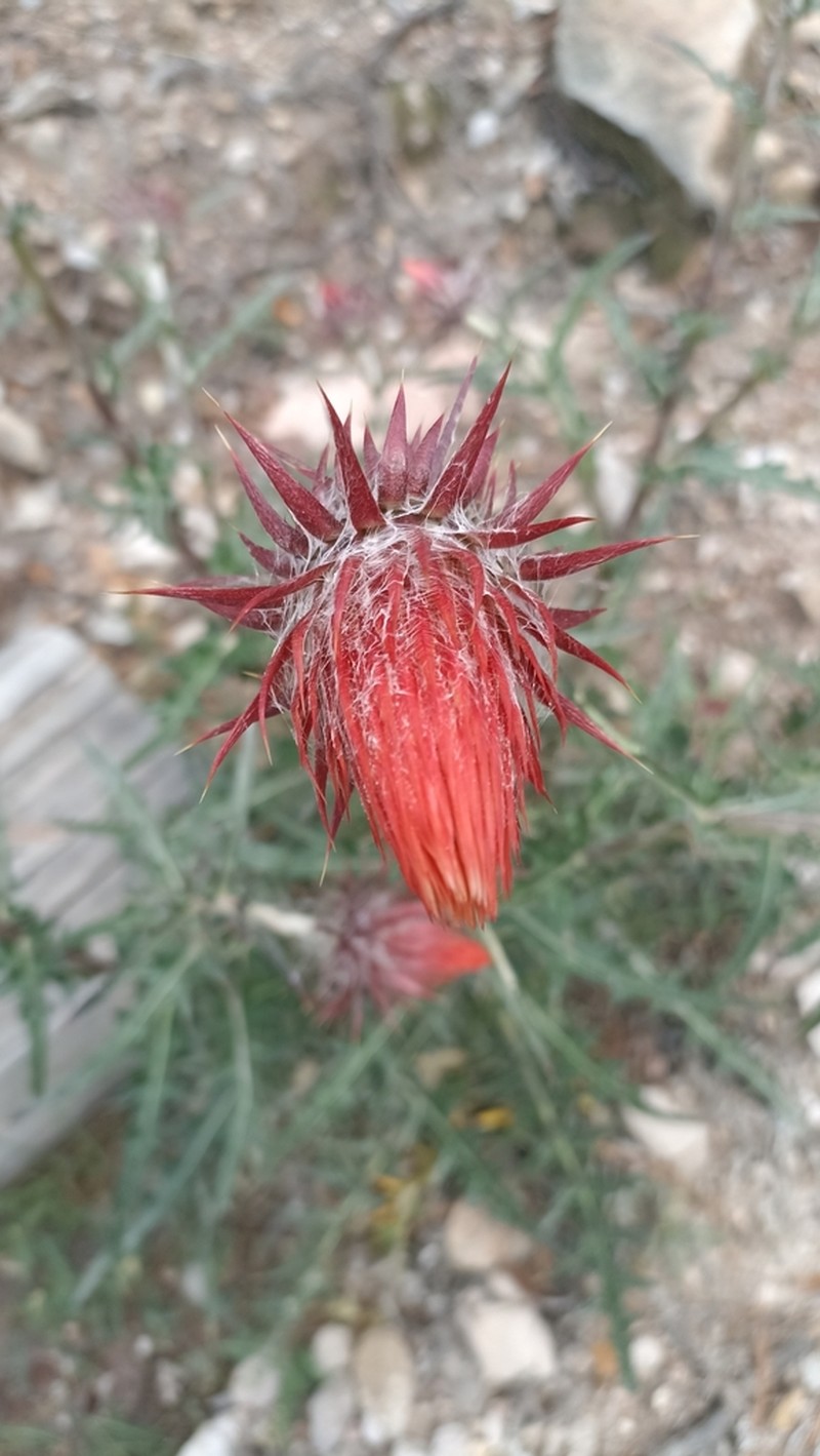Cirsium michiliense photo 2