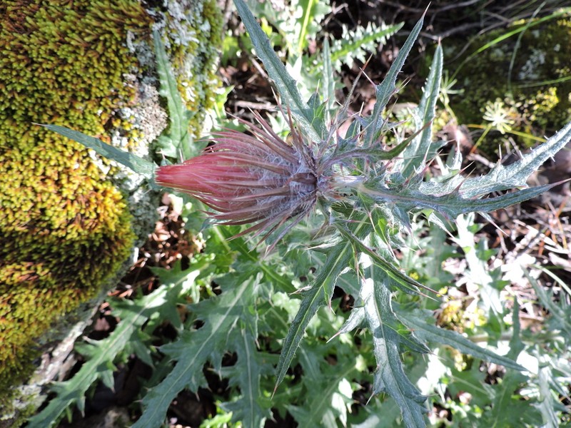 Cirsium michiliense photo 3