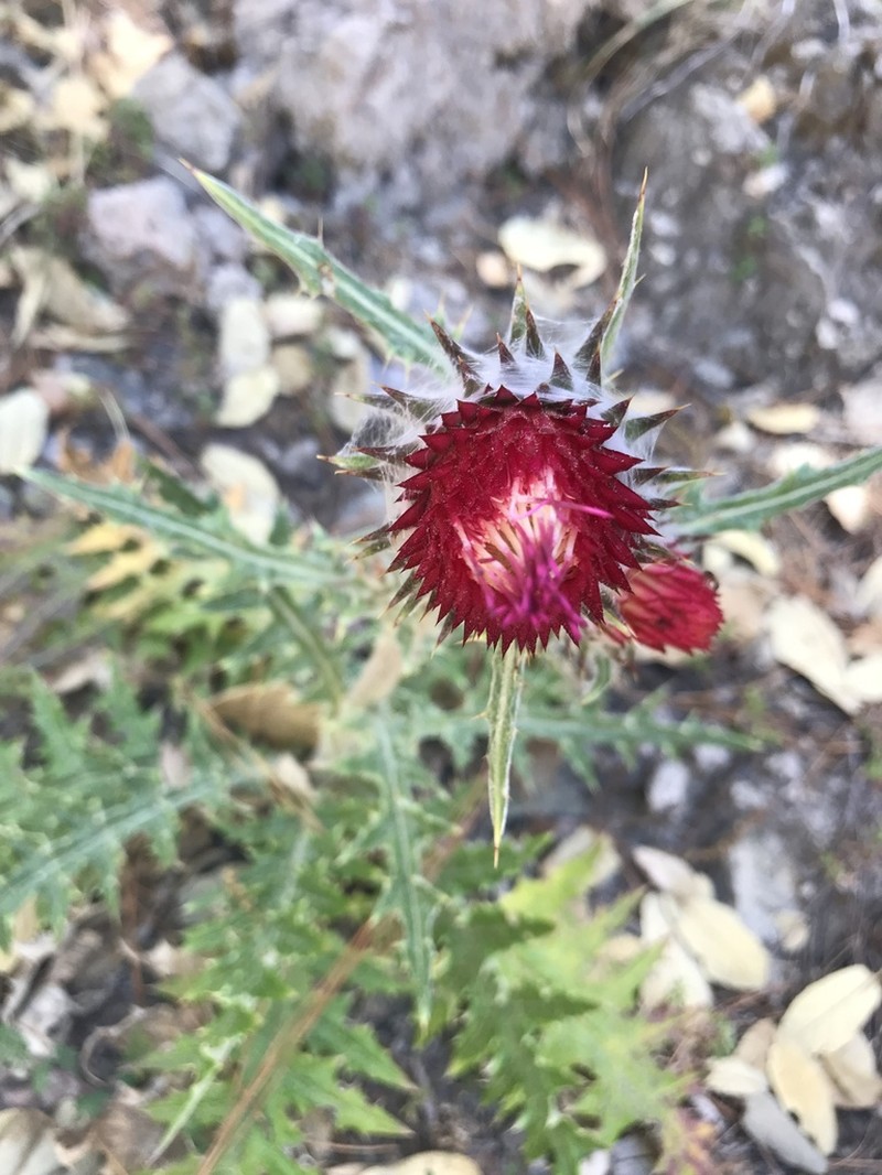 Cirsium michiliense photo 4