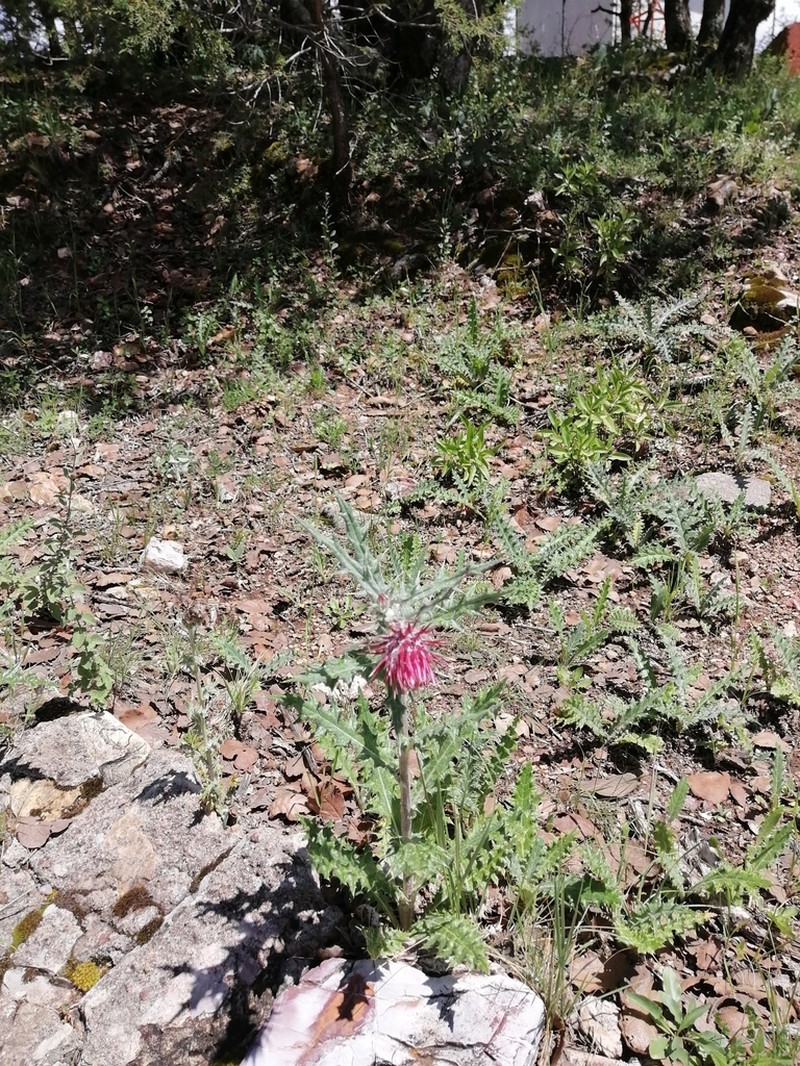 Cirsium michiliense photo 5