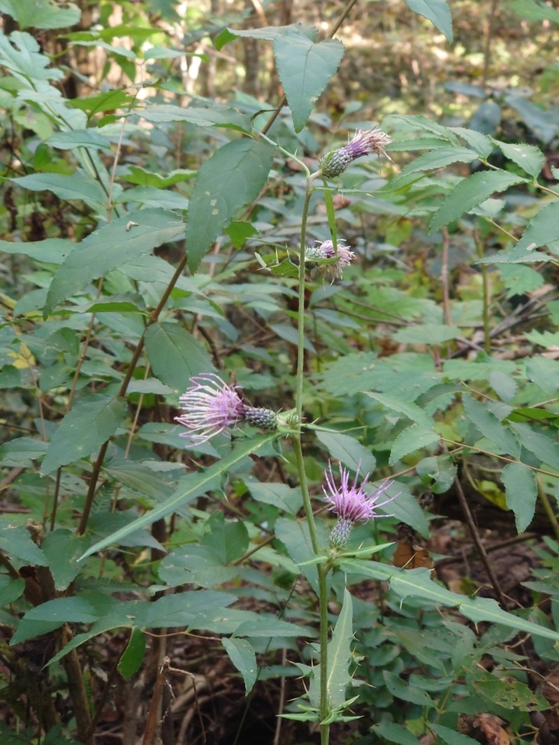 Cirsium microspicatum