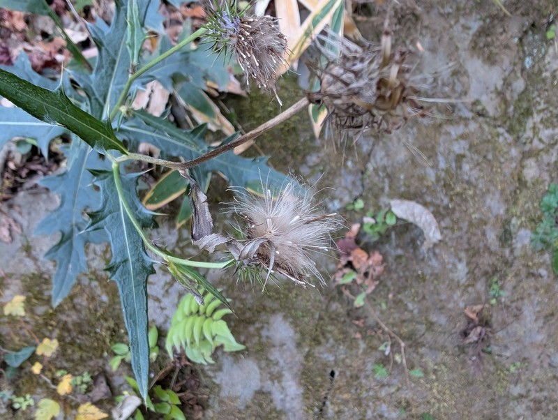 Cirsium microspicatum photo 2