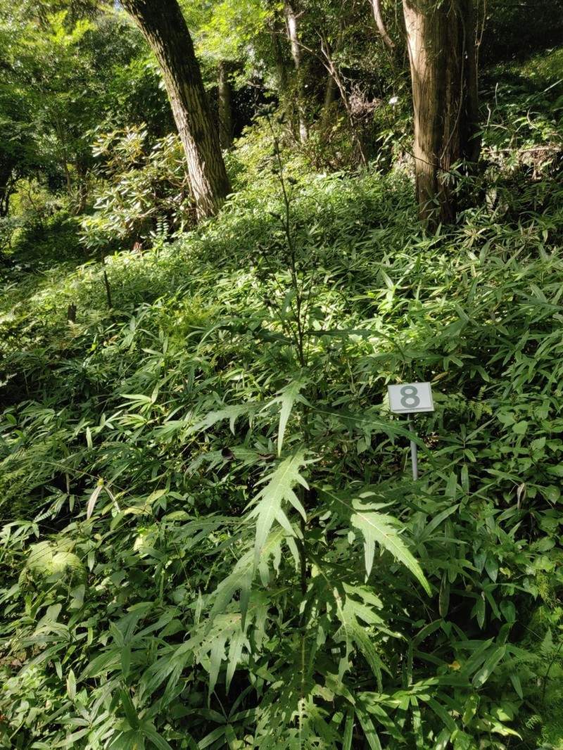 Cirsium microspicatum photo 3