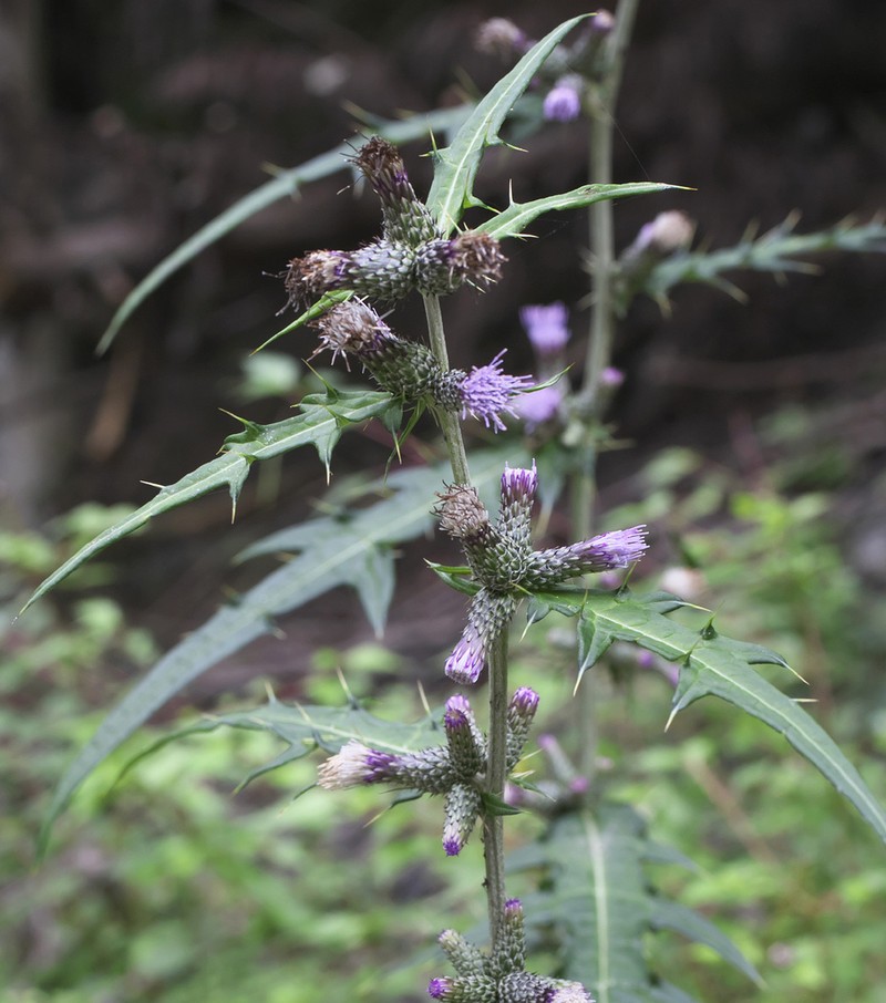 Cirsium microspicatum photo 5