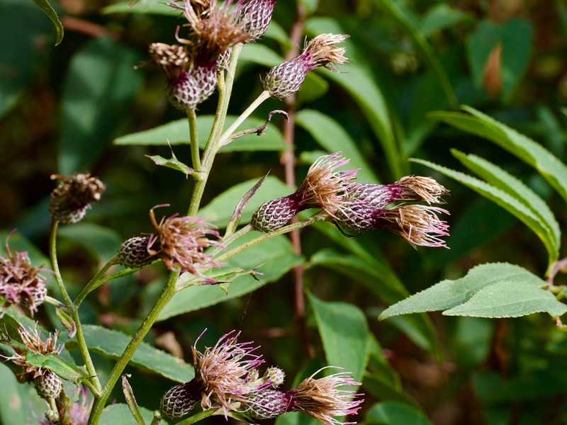 Cirsium microspicatum photo 6