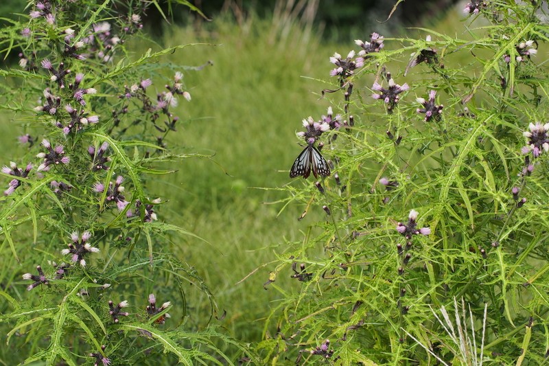 Cirsium microspicatum photo 8
