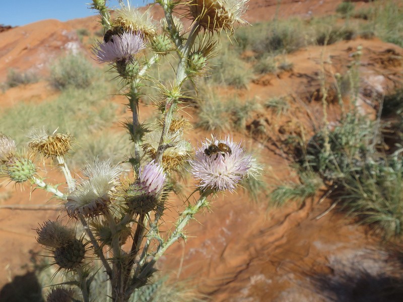 Mojave Thistle photo 2