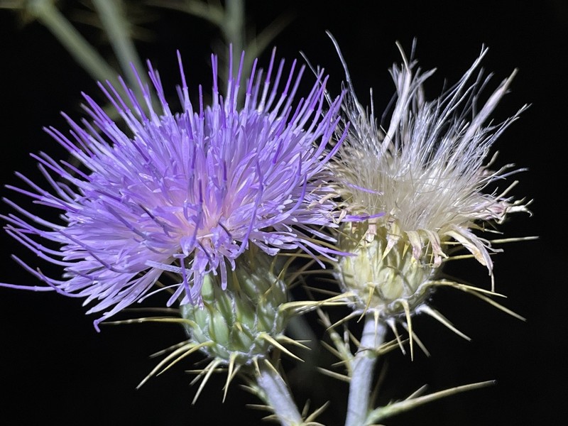 Mojave Thistle photo 3