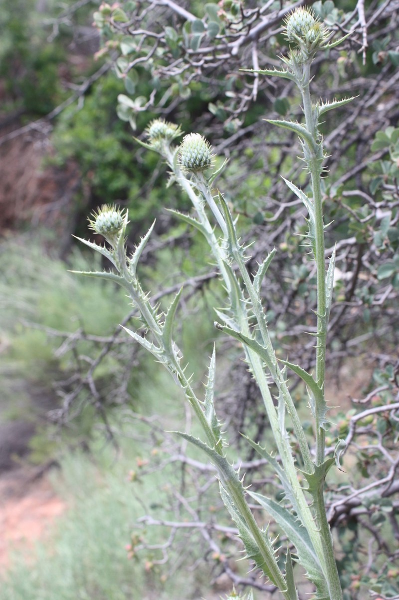 Mojave Thistle photo 4