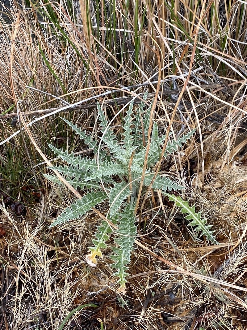 Mojave Thistle photo 5