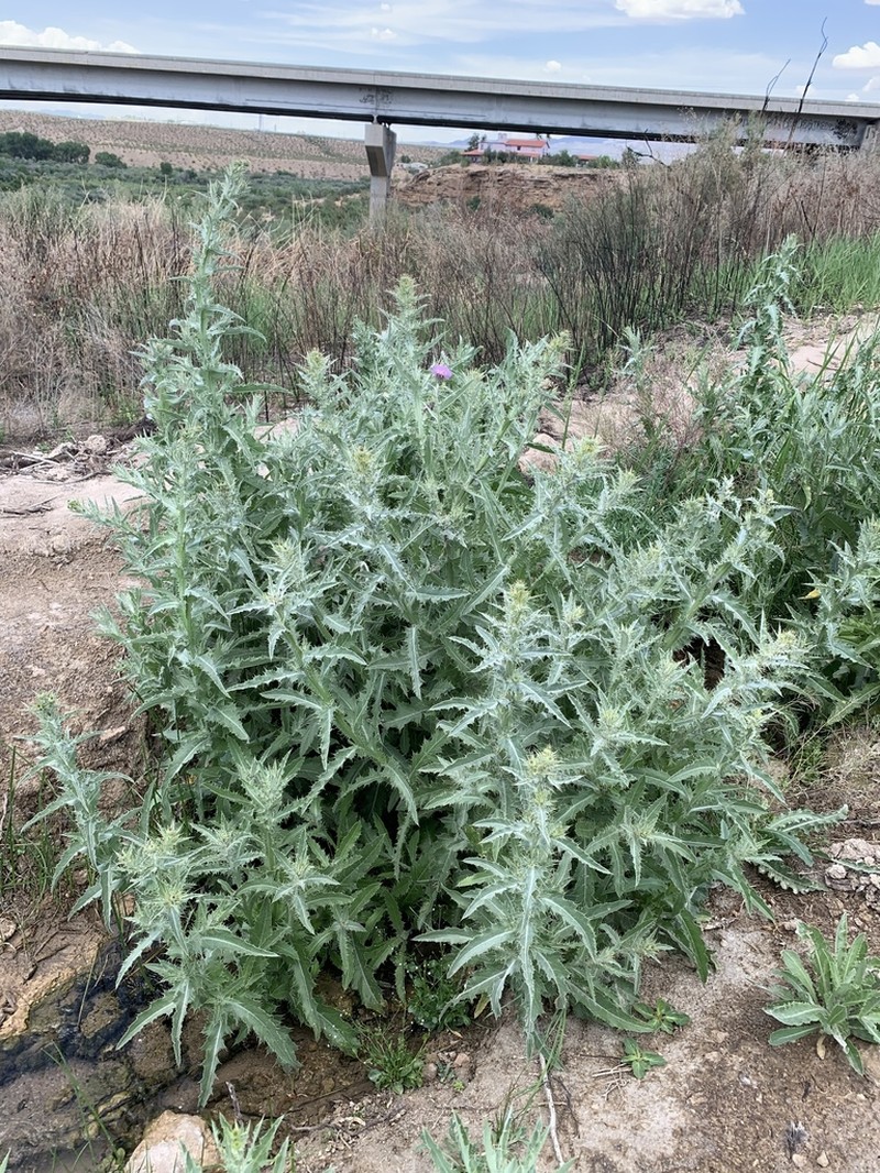 Rusby's Thistle