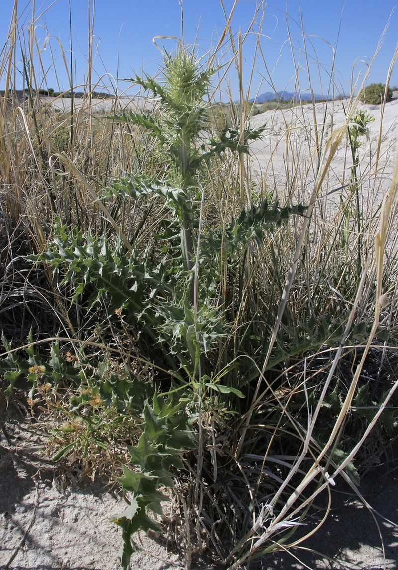 Rusby's Thistle photo 6