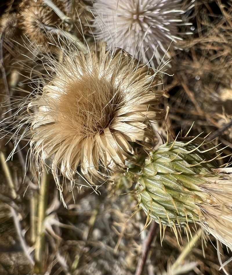 Rusby's Thistle photo 8