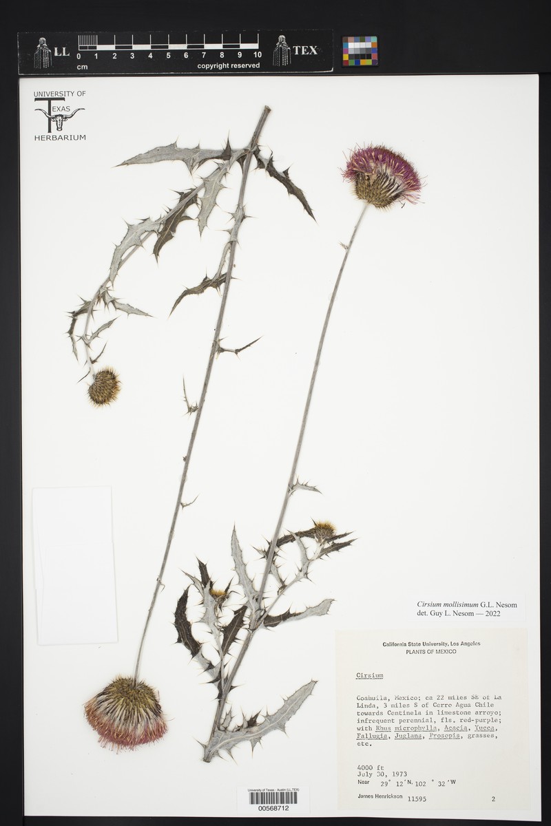 Cirsium mollissimum