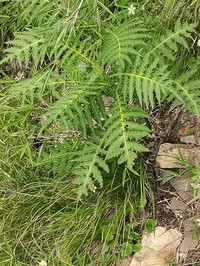 Cirsium monocephalum