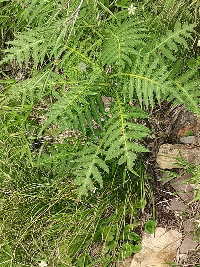 Cirsium monocephalum