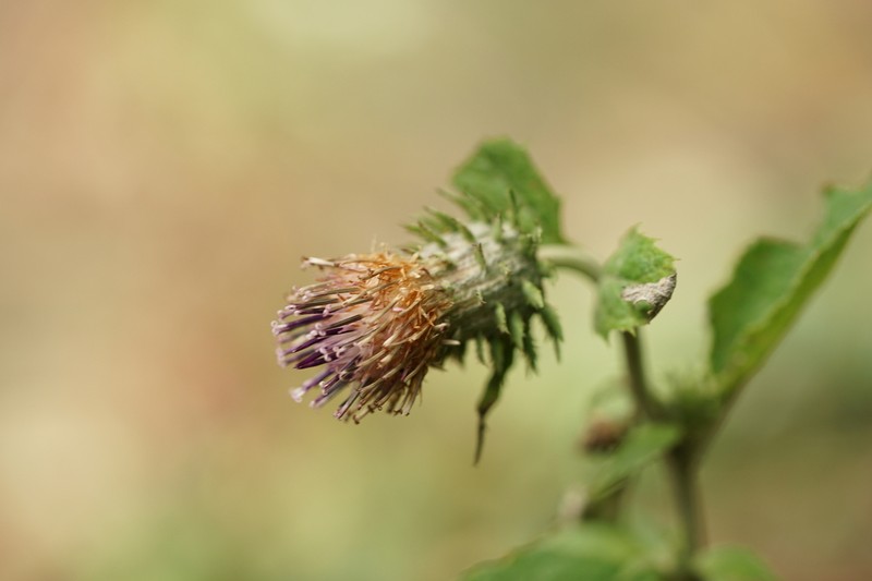 Cirsium monocephalum photo 2