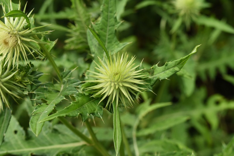 Cirsium monocephalum photo 3