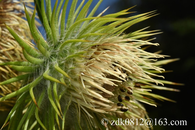 Cirsium monocephalum photo 4