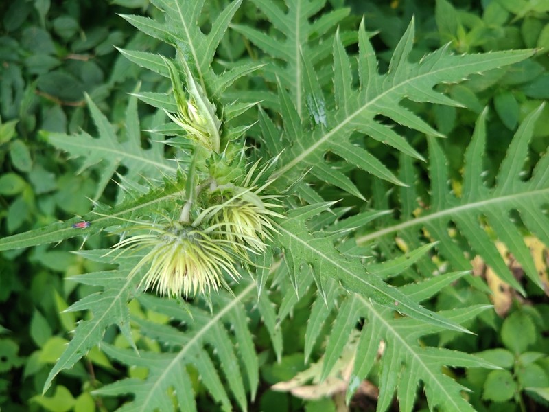 Cirsium monocephalum photo 5