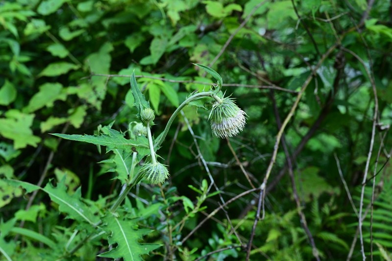 Cirsium monocephalum photo 6