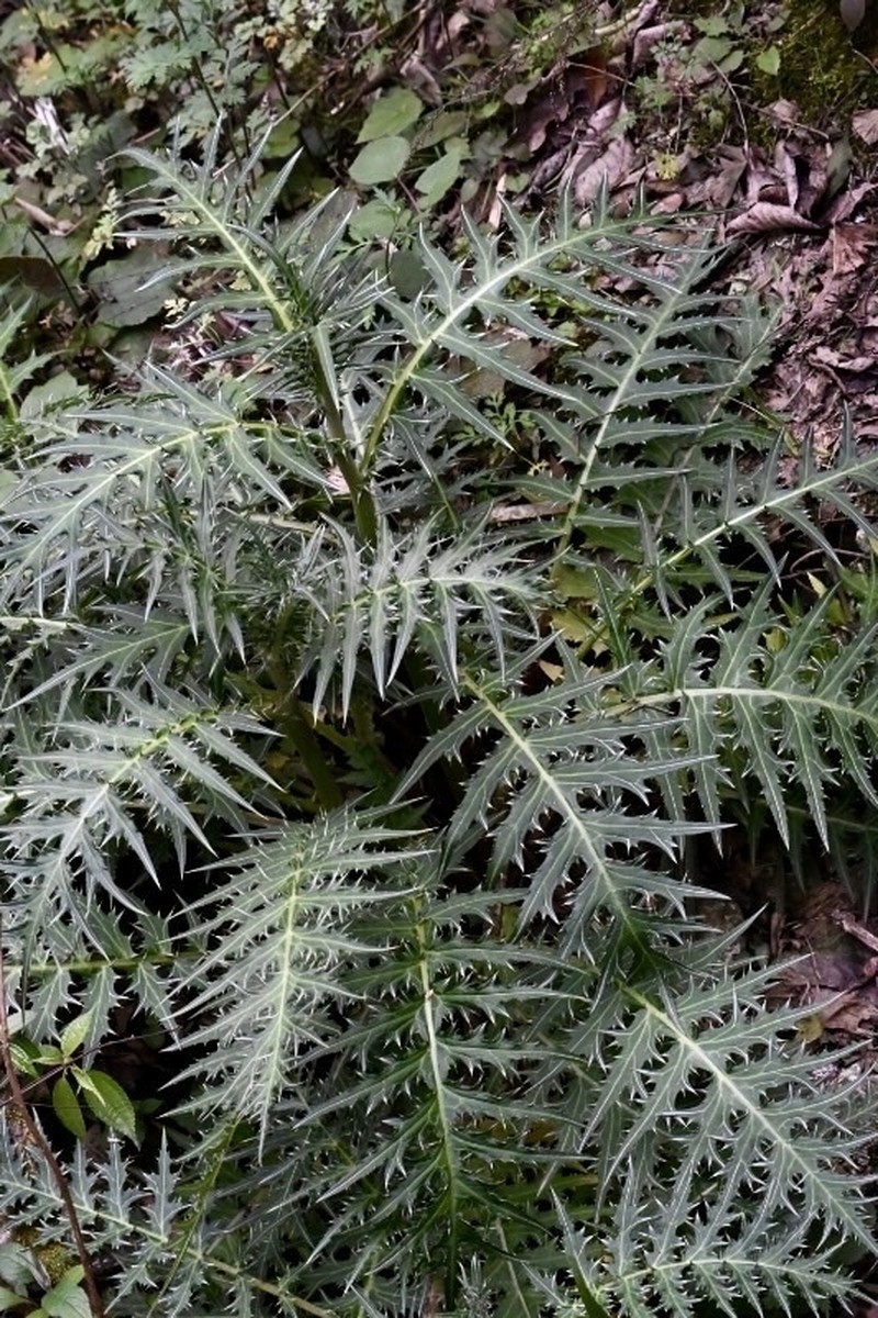Cirsium monocephalum photo 7