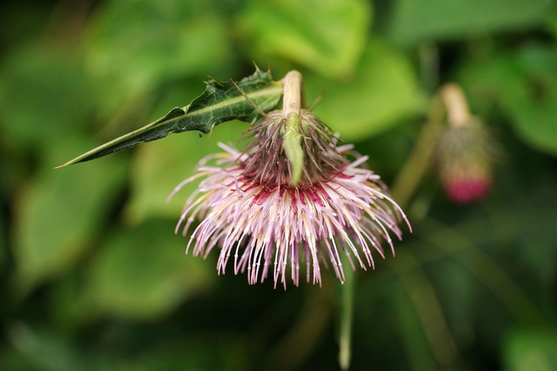 Cirsium monocephalum photo 8