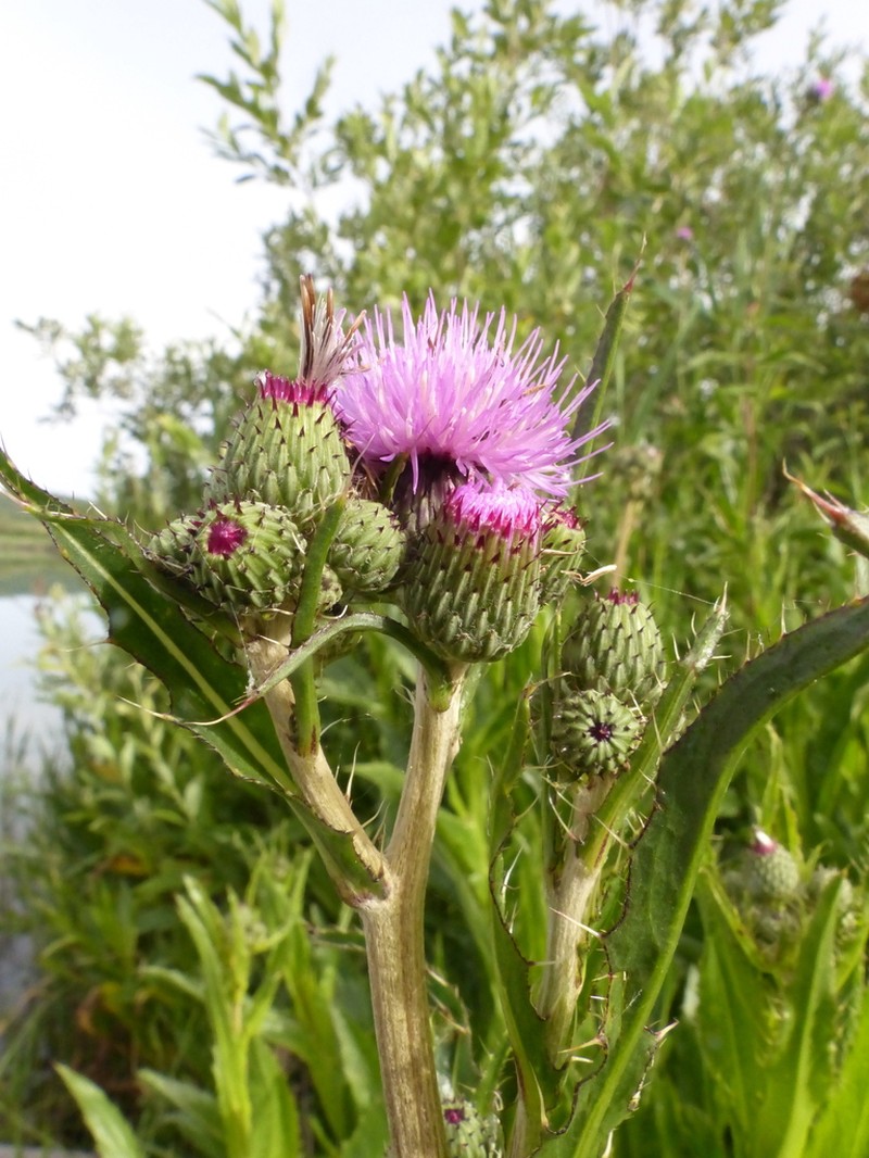 Cirsium monspessulanum