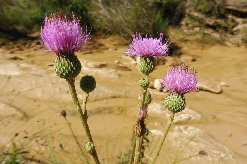 Cirsium monspessulanum photo 2