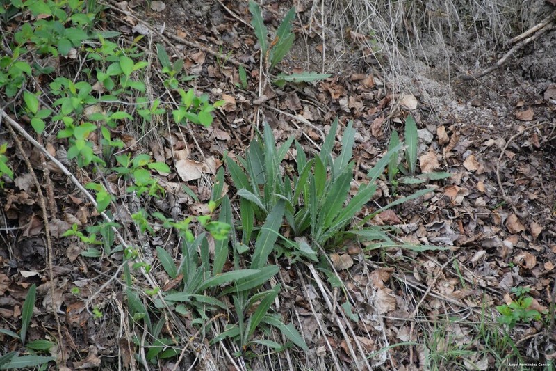 Cirsium monspessulanum photo 3