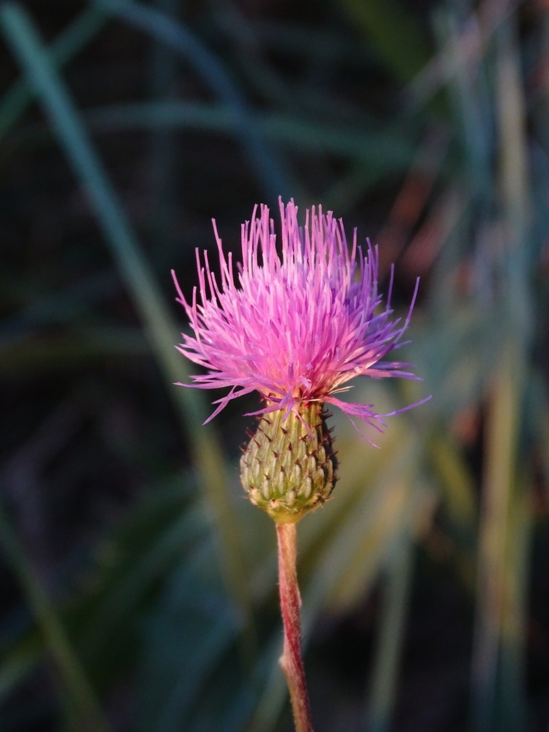 Cirsium monspessulanum photo 4