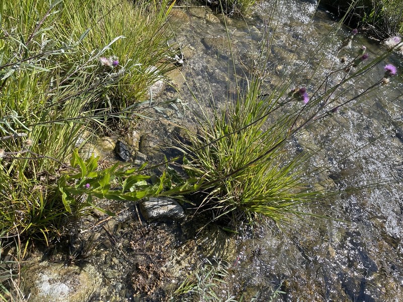 Cirsium monspessulanum photo 5