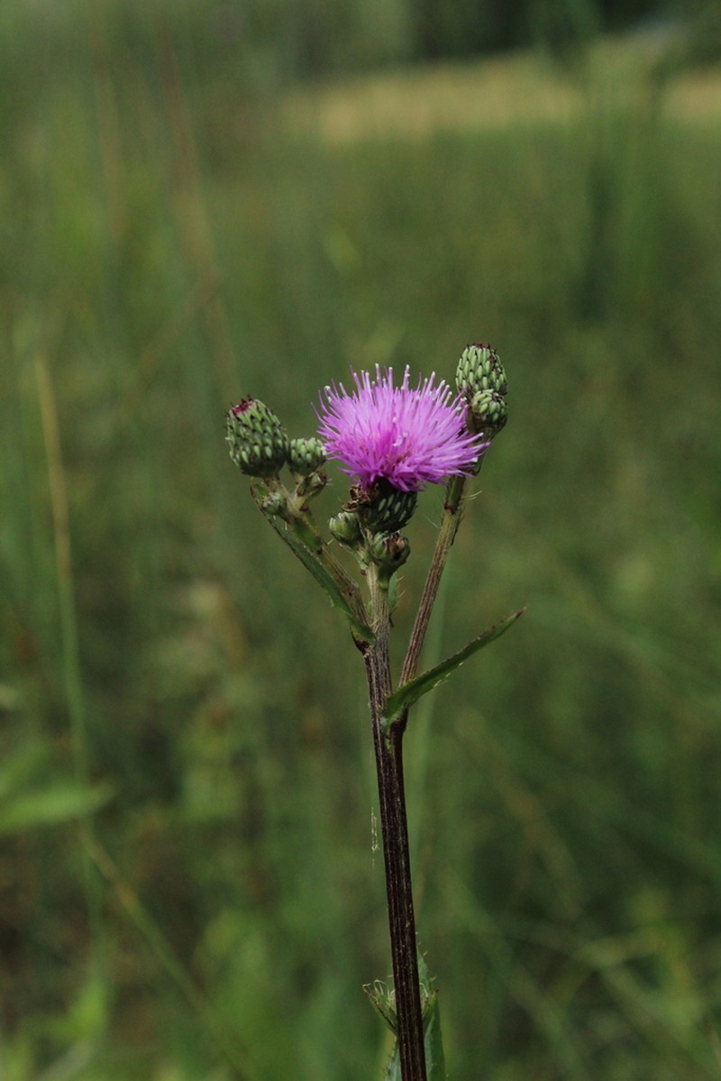 Cirsium monspessulanum photo 6