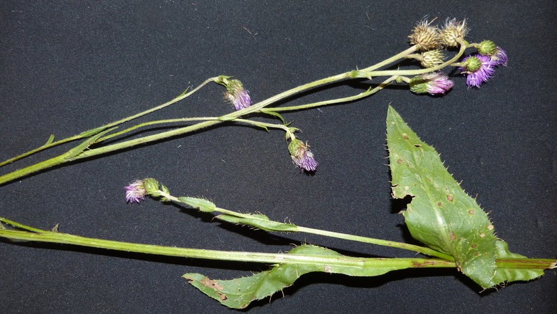 Cirsium monspessulanum photo 7