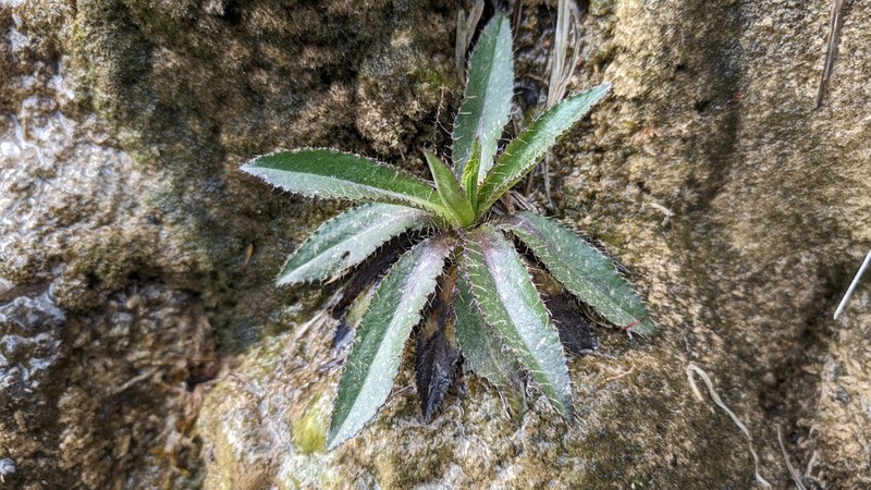 Cirsium monspessulanum photo 8