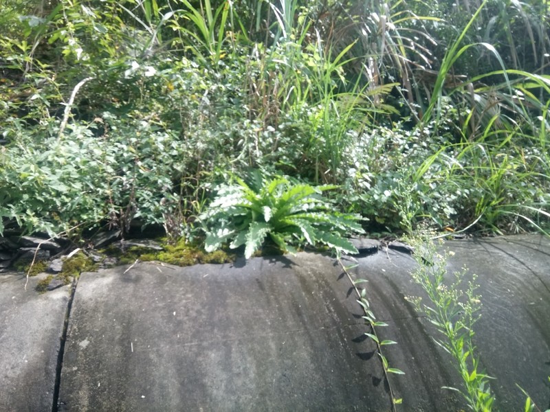 Cirsium morii photo 3