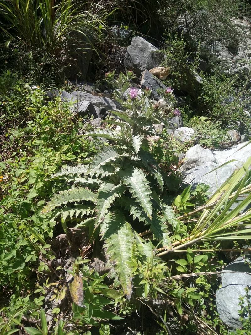 Cirsium morii photo 5