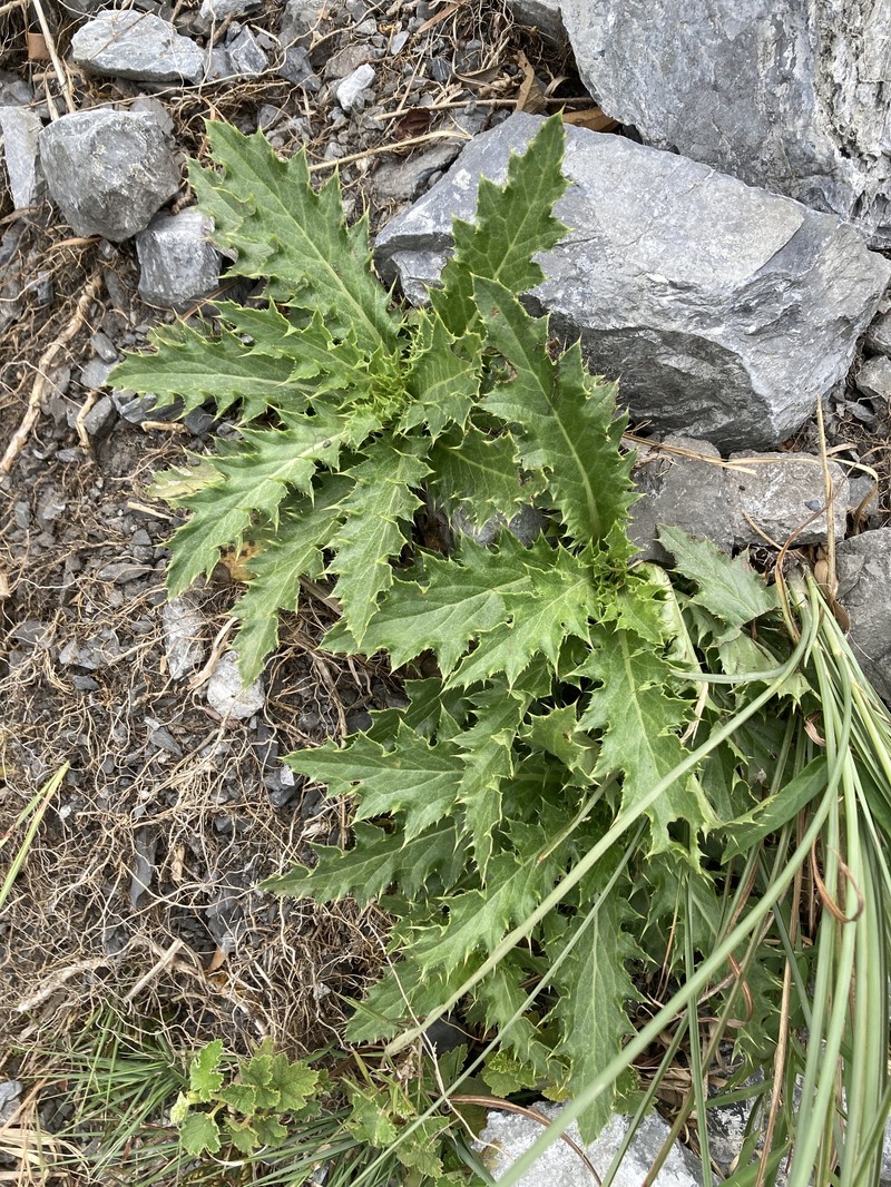 Cirsium morii photo 6